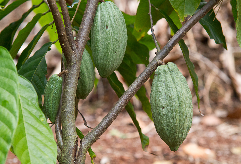Cacao cultivado en Choco Story Uxmal